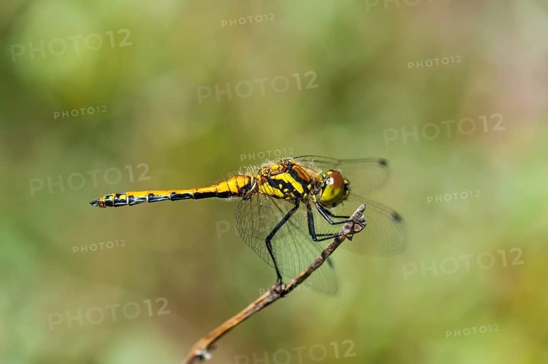 Young male black darter (Sympetrum danae), not yet coloured, Syddanmark, Denmark