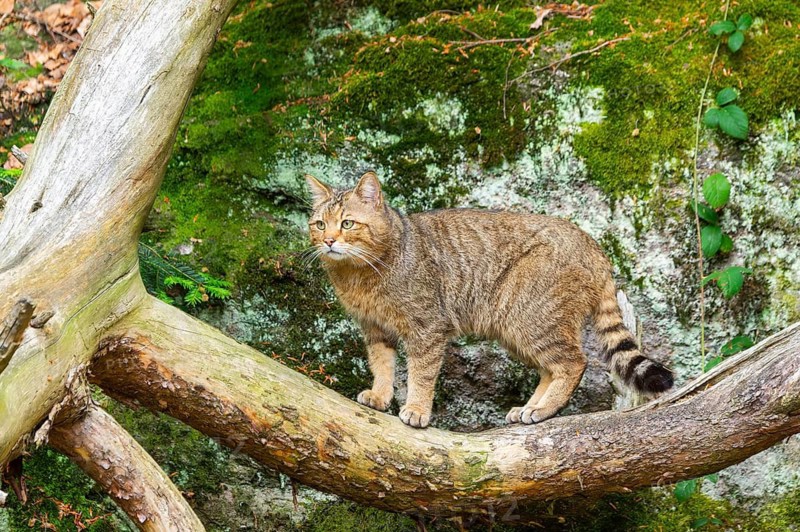 European wildcat (Felis silvestris silvestris) standing in a forest, Bavaria, Germany