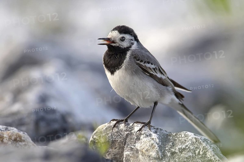 White Wagtail (Motacilla alba) singing, North Rhine-Westphalia, Germany