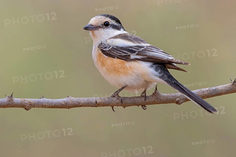 Masked shrike, (Lanius nubicus), on perch, Middle East, Oman, Ayn Hamran, Salalah, Dhofar, Oman