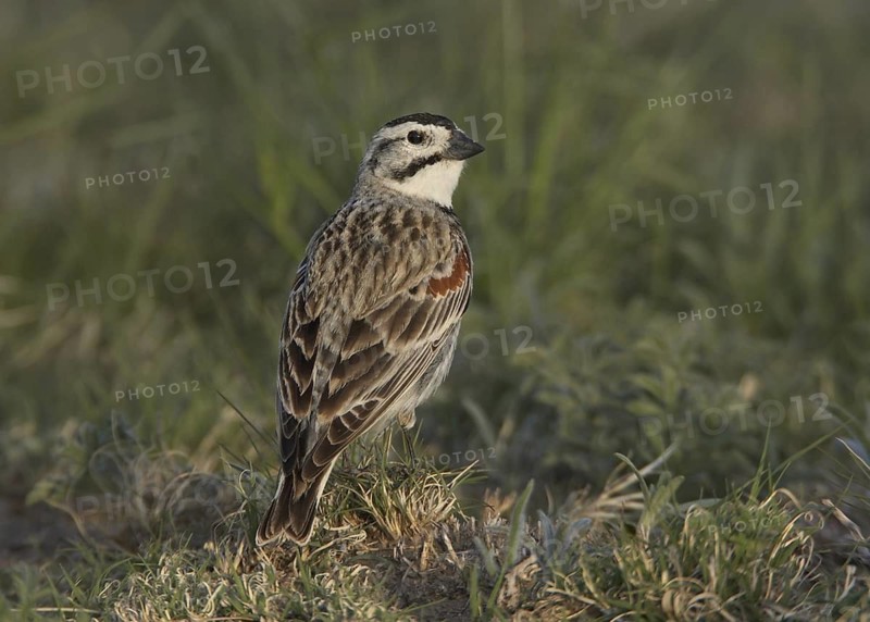 McCown's Longspur (Rhynchophanes mccownii), Colorado, USA