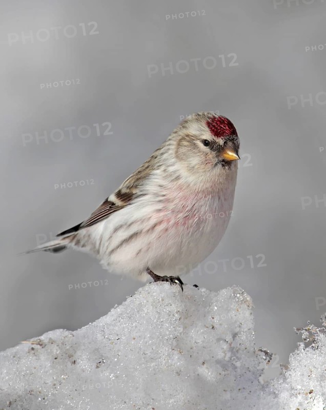 Arctic Redpoll (Acanthis hornemanni), Saskatchewan, Canada