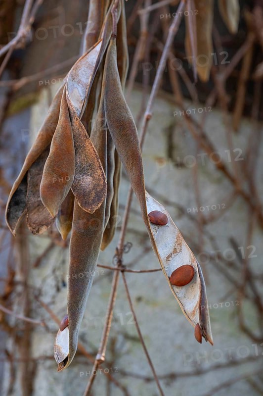 Seed pods of blue rain (Wisteria), Bavaria, Germany