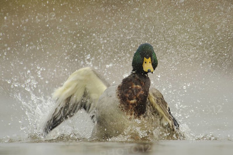 Mallard (Anas platyrhynchos) male, North Rhine-Westphalia, Germany