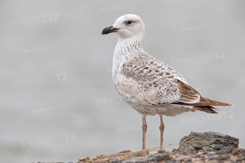 Armenienmöwe, Armeniermöwe, Larus armenicus, Larus cachinnans armenicus, Armenian Gull