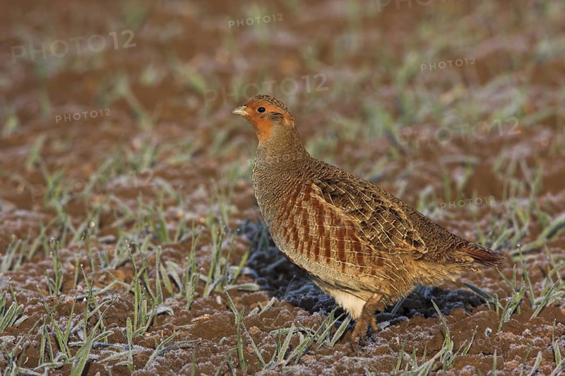 Grey Partridge (Perdix perdix), Rhineland-Palatinate, Germany