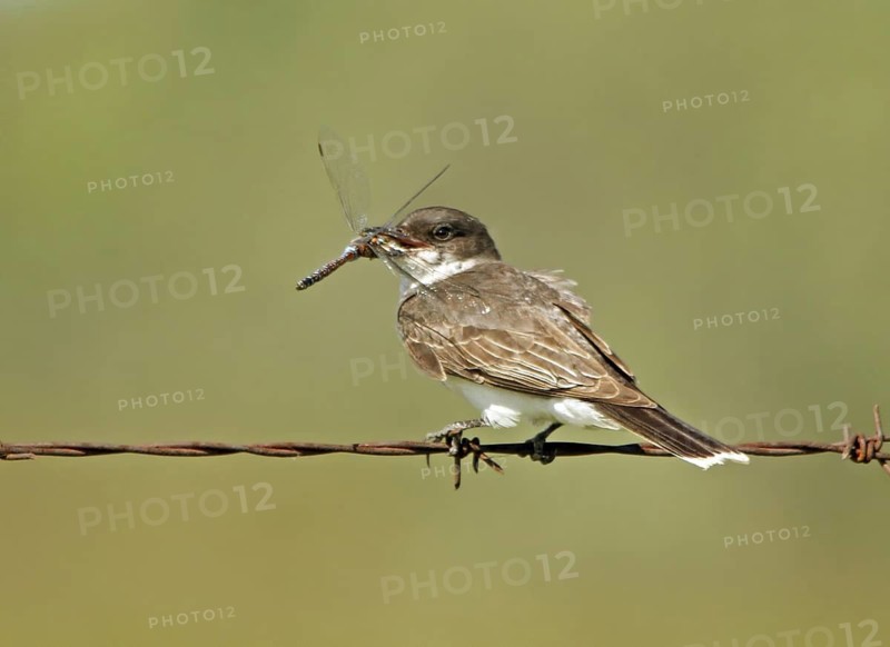 Eastern Kingbird (Tyrannus tyrannus), Saskatchewan, Canada