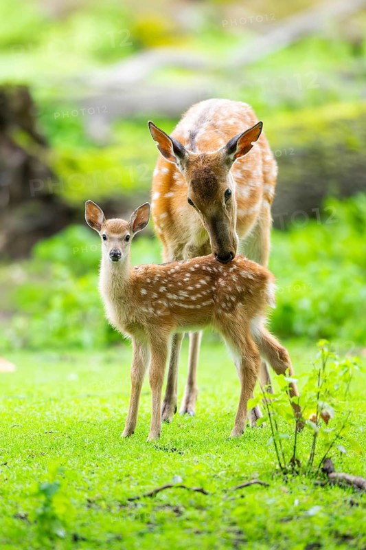 Sika deer (Cervus nippon) mother with her fawn on a meadow, Bavaria, Germany