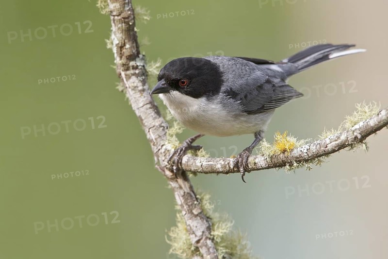 Black-capped Warbling-Finch (Poospiza melanoleuca) perched on a branch in Bolivia, South America
