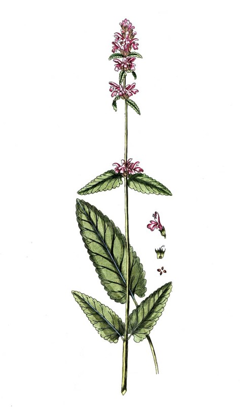 Betonica officinale, true betonia, digital reproduction of a historical model, between 1790 and 1810
