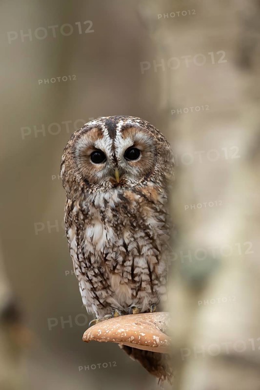 Tawny owl (Strix aluco) adult bird resting on a Bracket fungi on a Silver birch tree in a woodland in autumn, England, United Kingdom
