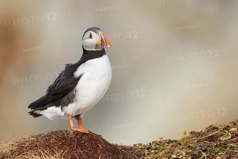 Atlantic Puffin (Fratercula arctica), Finnmark, Norway