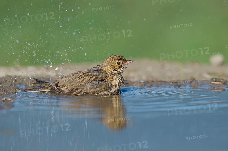Tree Pipit (Anthus trivialis) bathing at a waterhole, Aosta Valley, Italy