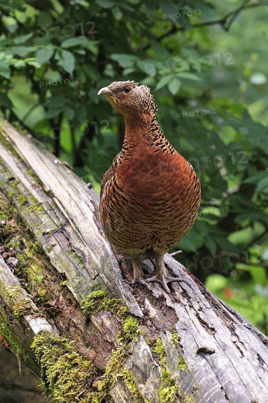 Western Capercaillie (Tetrao urogallus) female, Bavaria, Germany