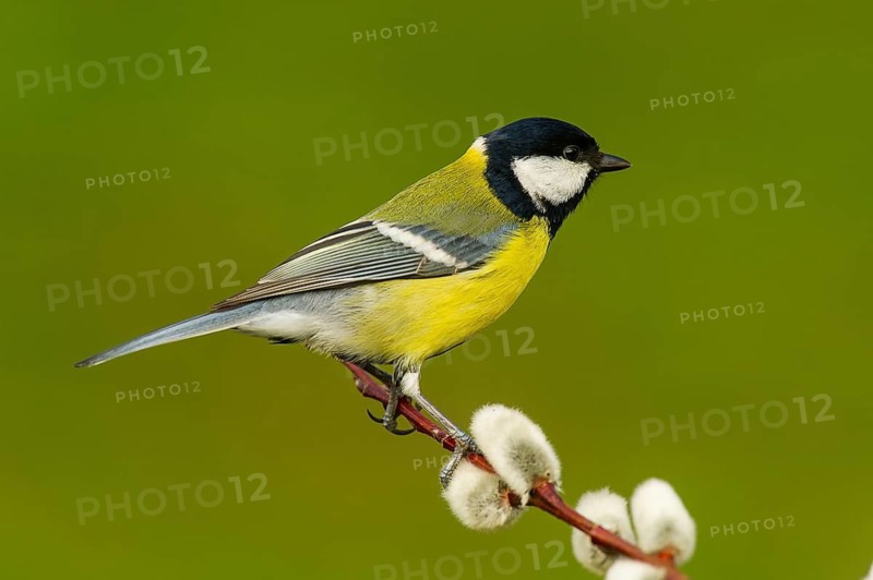 Great Tit (parus major) Great Tit • Baden-Württemberg, Germany, Baden-Württemberg, Federal Republic of Germany
