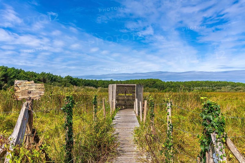 Boardwalk path crossing a marshland landscape leading to a wooden bird observatory, with green forest and blue sky creating a tranquil vacation scene in messanges, france