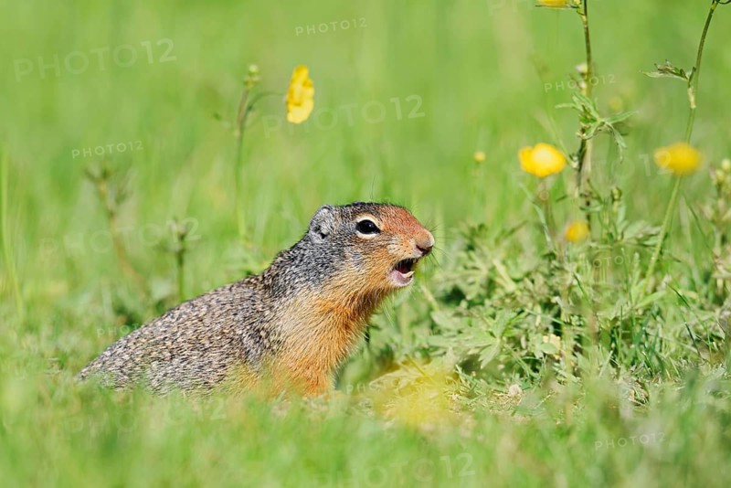 Columbia ground squirrel (Urocitellus columbianus, Spermophilus columbianus) sits calling in a flower meadow, Yoho National Park, British Columbia, Canada