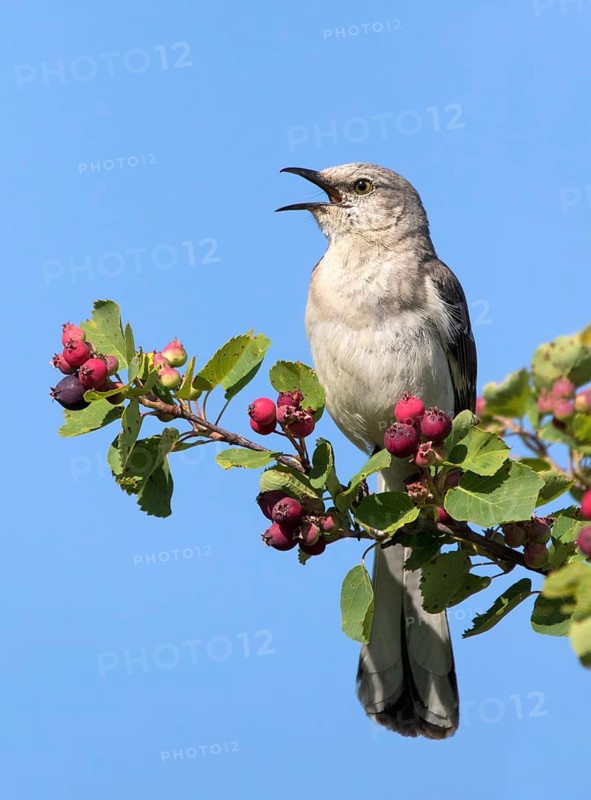 A male Northern Mockingbird, Mimus polyglottos, singing from a Saskatoonberry bush in Biggar, Saskatchewan
