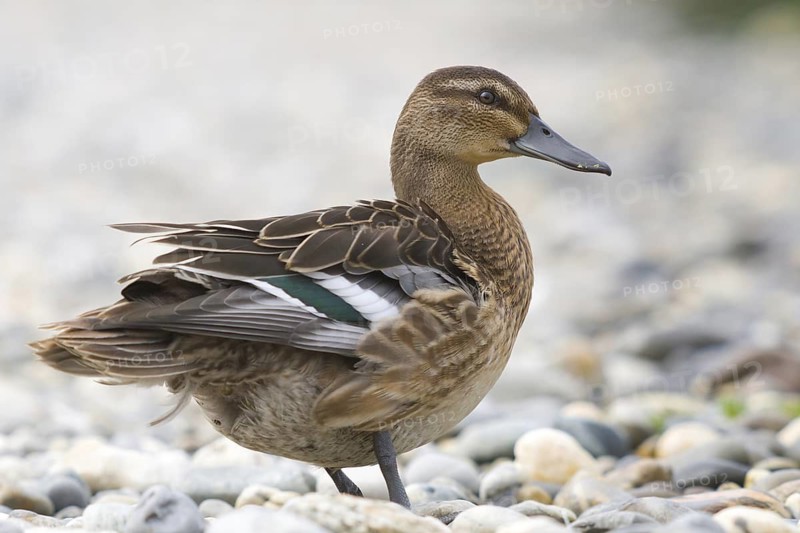 Garganey (Spatula querquedula) female, Austria