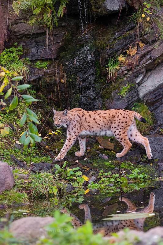 A Eurasian lynx, (Lynx lynx) runs between a small pond and a very small cascade