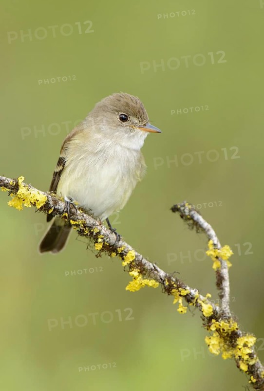 Willow Flycatcher (Empidonax traillii), British Columbia, Canada