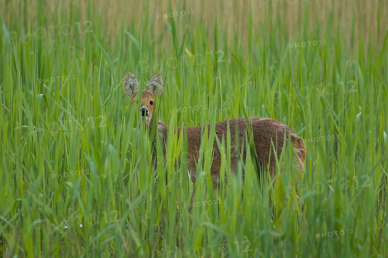 Chinese water deer (Hydropotes inermis) adult animal in a reedbed in spring, RSPB Strumpshaw fen, Norfolk, England, United Kingdom