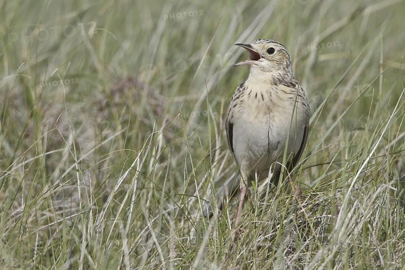 Sprague's Pipit (Anthus spragueii), Saskatchewan, Canada