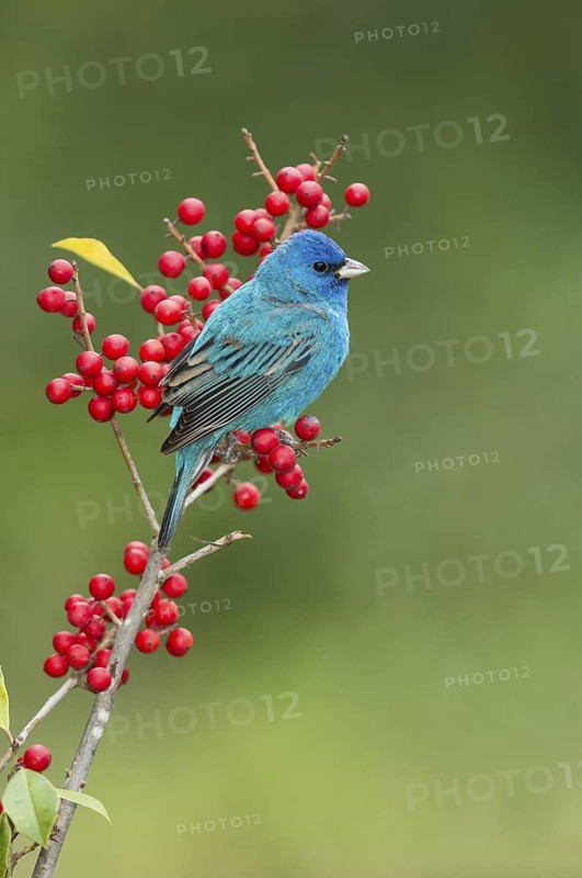 Indigo Bunting (Passerina cyanea) male perched on a branch, Texas, USA
