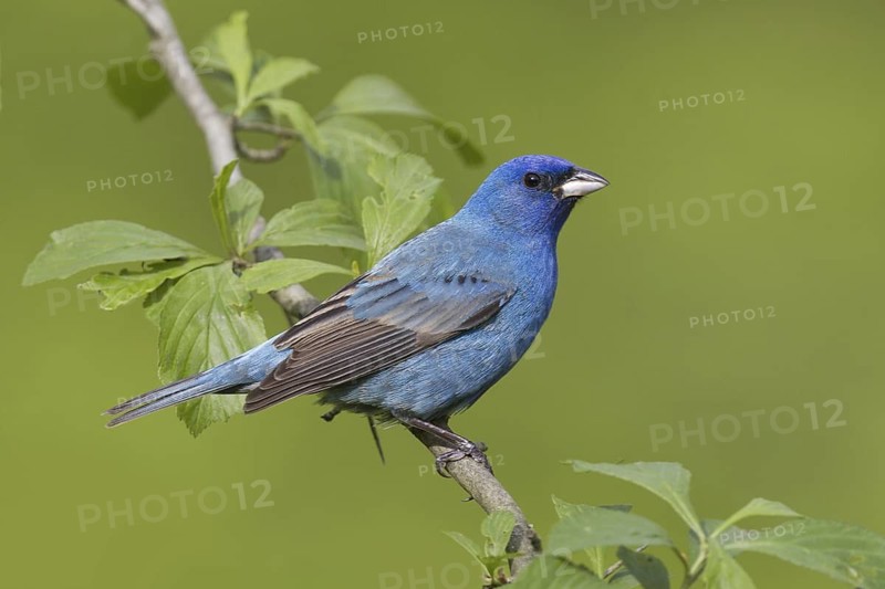 Indigo Bunting (Passerina cyanea) male, Ohio, USA
