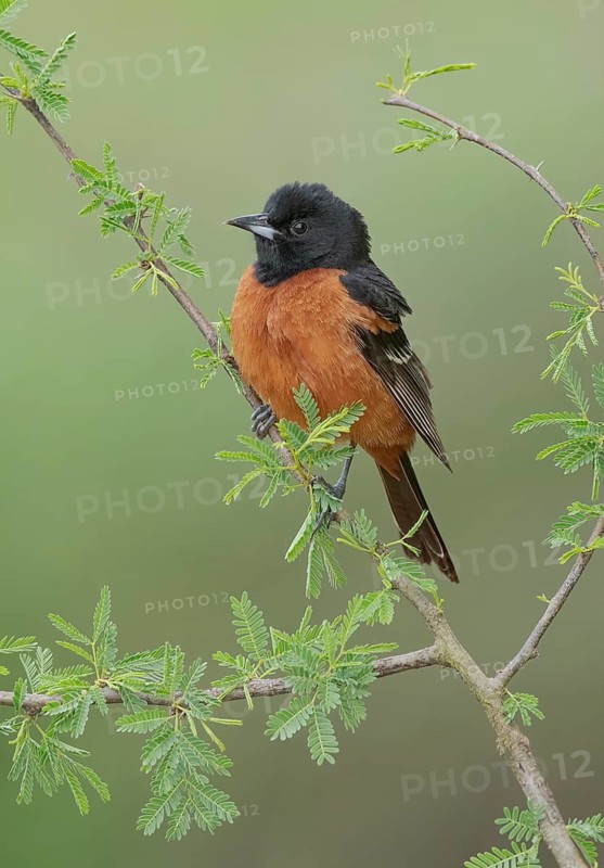 Orchard Oriole (Icterus spurius) male, Texas, USA