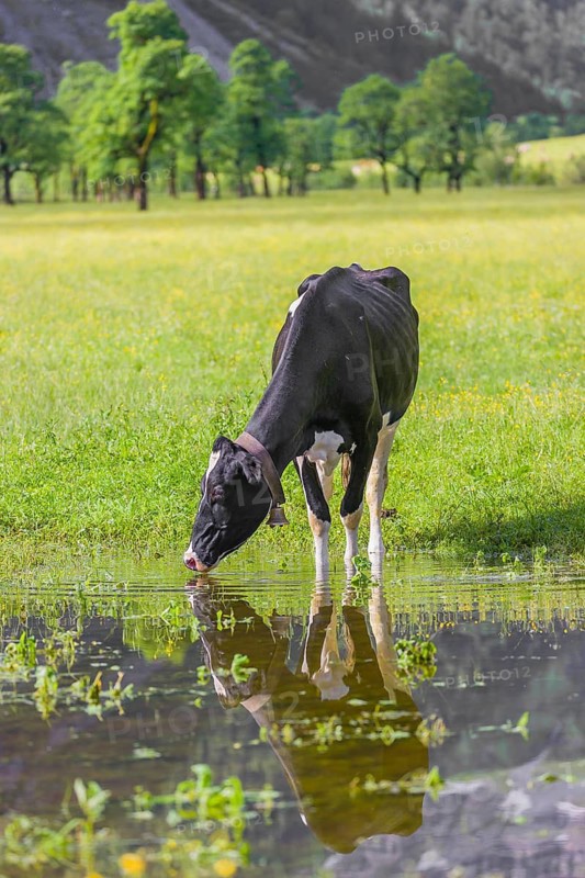 Holstein Friesian cattle stand on a green meadow at a puddle and drink. A reflection of the cows and the mountains can be seen in the puddle. Eng Valley, Austria