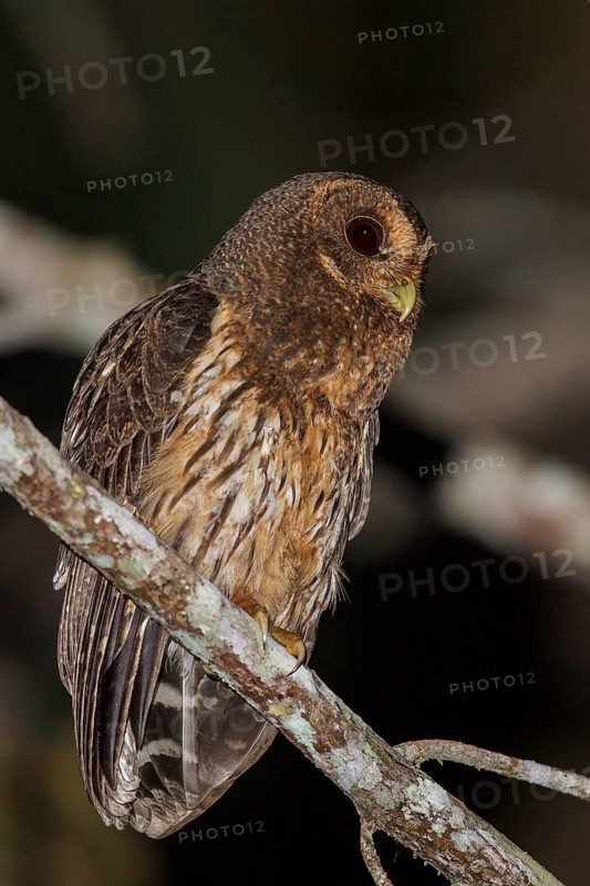 Mottled Owl (Strix virgata) perched on a branch in Costa Rica
