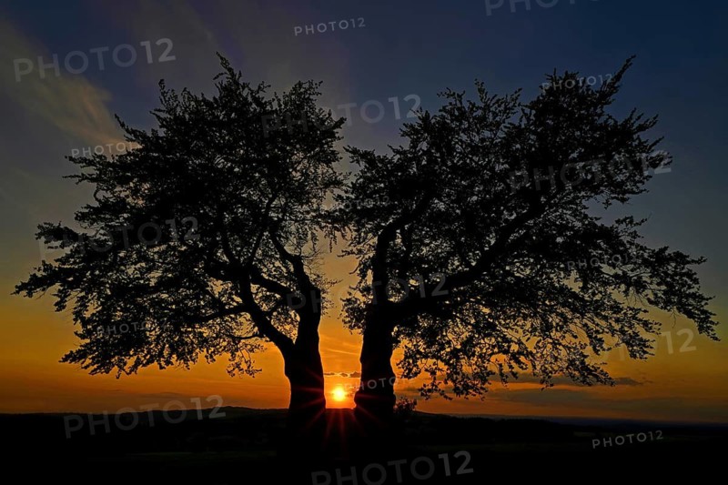 Germany, Upper Franconia, Presseck, cold perennial, a pair of beech trees, beech, two beech trees, bank, Presseck, Oberfanken, Federal Republic of Germany
