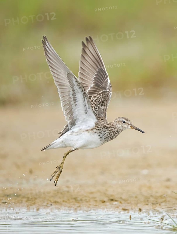 Pectoral Sandpiper (Calidris melanotos) taking flight, Texas, USA