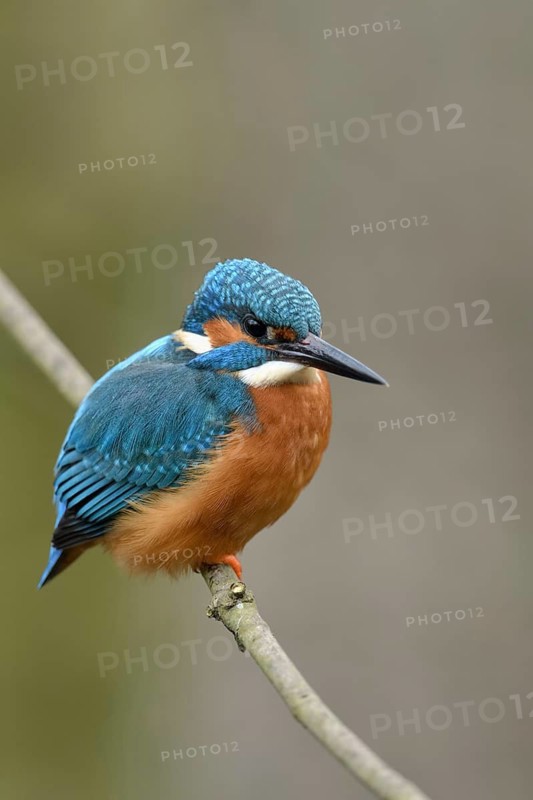 Common Kingfisher (Alcedo atthis) male perched on a branch, North Rhine-Westphalia, Germany