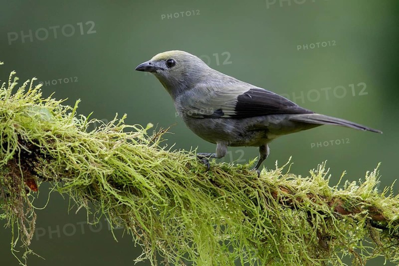 Palm Tanager (Thraupis palmarum) perched on a branch in Ecuador