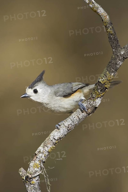 Black-crested Titmouse (Baeolophus atricristatus), Texas, USA