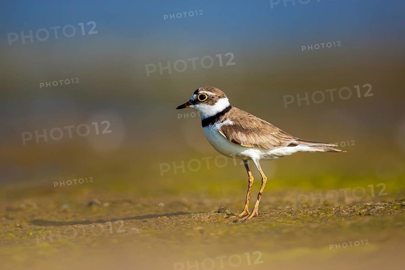 Little Ringed Plover (Charadrius dubius) female foraging, North Rhine-Westphalia, Germany
