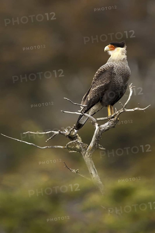 Southern Crested Caracara (Caracara plancus), Santiago Metropolitan, Chile