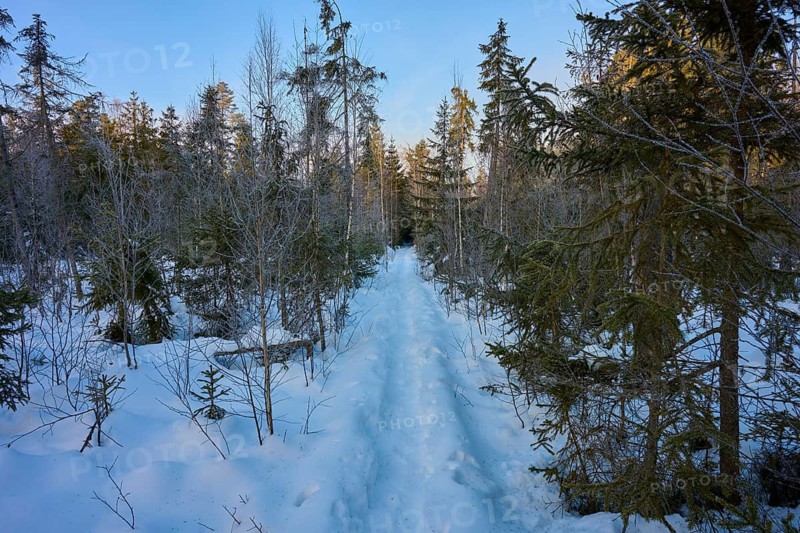 Snowy forest trail between tall trees in winter light, Filzwald, St. Oswald-Riedlhütte, Bavarian Forest National Park, Bavaria, Germany