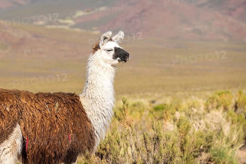 A majestic Llama del Altiplano (Lama glama) calmly stands amidst the vibrant wilderness of the high-altitude Andean plateau, La Puna, in Argentina, showcasing its unique adaptation to harsh environments