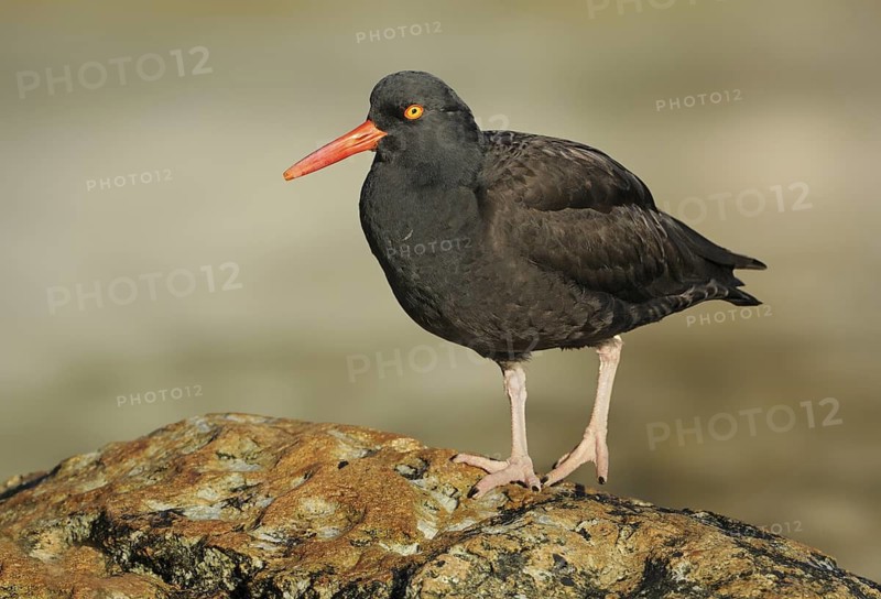 Black Oystercatcher (Haematopus bachmani), British Columbia, Canada