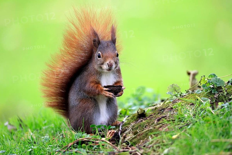 Squirrel (Sciurus vulgaris), adult, in a meadow, eating, with food, walnut, Mannheim, Germany