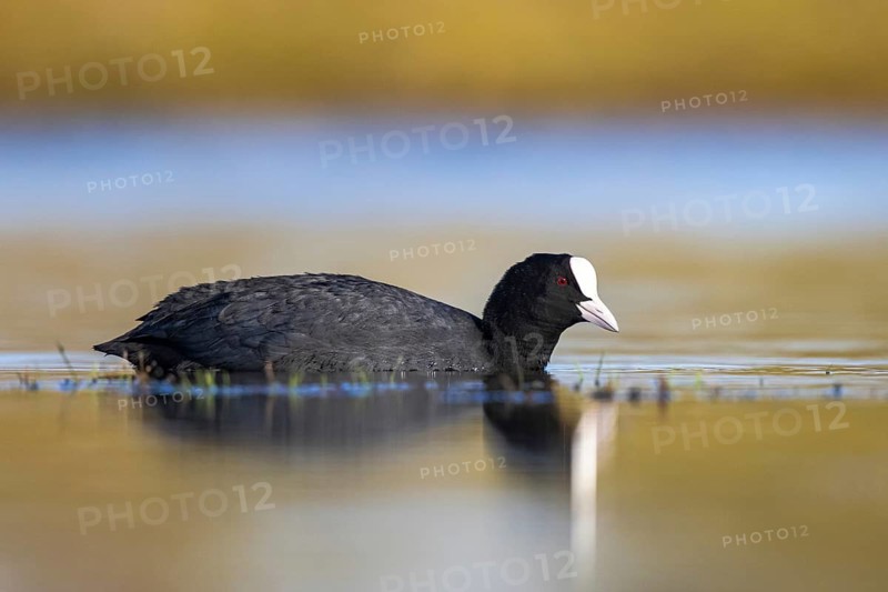 Eurasian Coot (Fulica atra), North Rhine-Westphalia, Germany