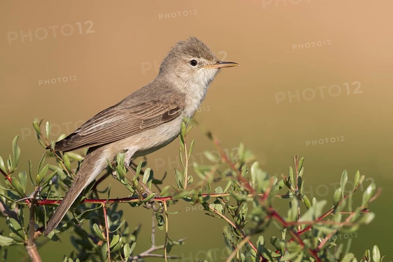 Uppchers Warbler - Dornspötter - Hippolais languida, Kyrgyzstan