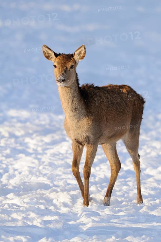 A deer standing alone in the snow, red deer (Cervus elaphus), Bavaria
