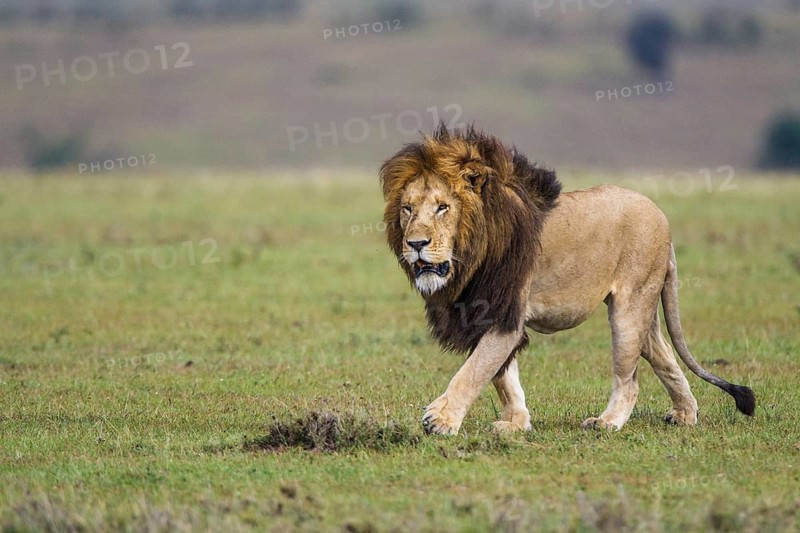 Lion (Panthera leo), South Africa