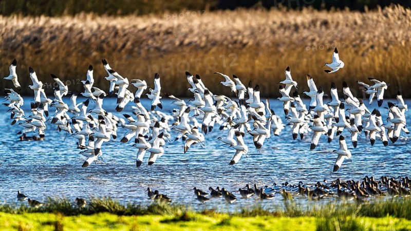 Pied Avocet, Recurvirostra avosetta, birds in flight over winter marshes