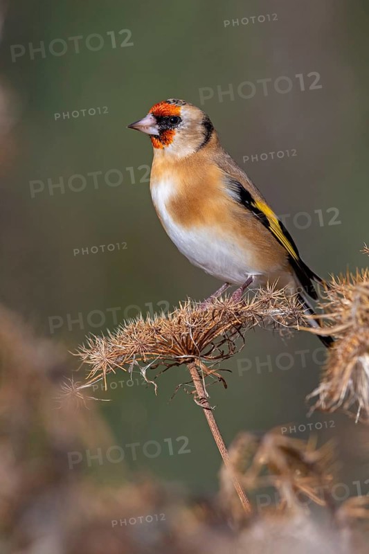 Goldfinch, goldfinch, (Carduelis carduelis), biotope, habitat, foraging, perch, Worms, Rhineland-Palatinate, Germany