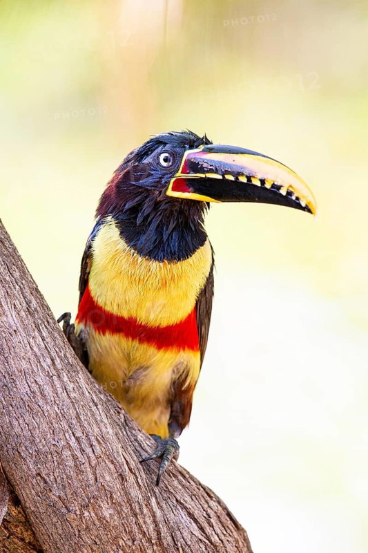 Chestnut-eared aracari (Pteroglossus castanotis) Pantanal Brazil#